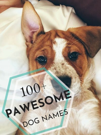 100+ Dog Names from Wigglybutts.me