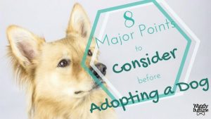 Considerations Before Adopting Your New Dog