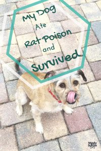 My Dog Ate Rat Poison And Survived