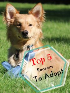 Top 5 Reasons to Rescue