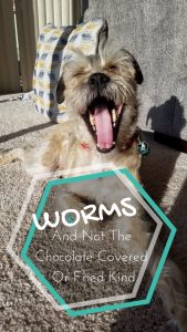 Worms